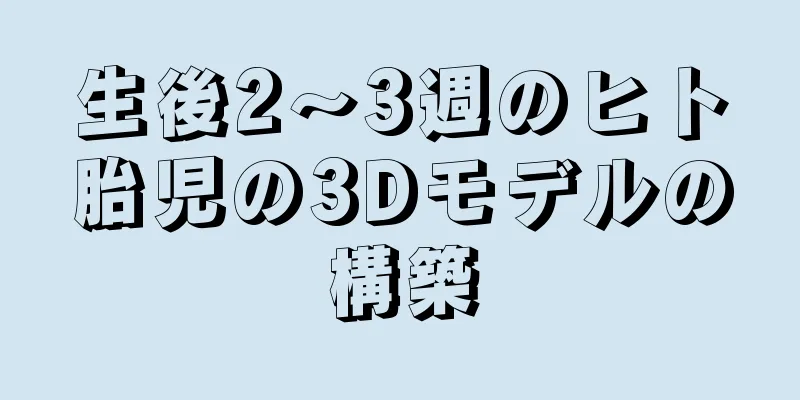 生後2～3週のヒト胎児の3Dモデルの構築