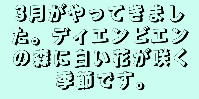 3月がやってきました。ディエンビエンの森に白い花が咲く季節です。