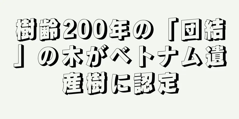 樹齢200年の「団結」の木がベトナム遺産樹に認定