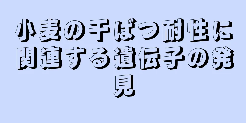 小麦の干ばつ耐性に関連する遺伝子の発見