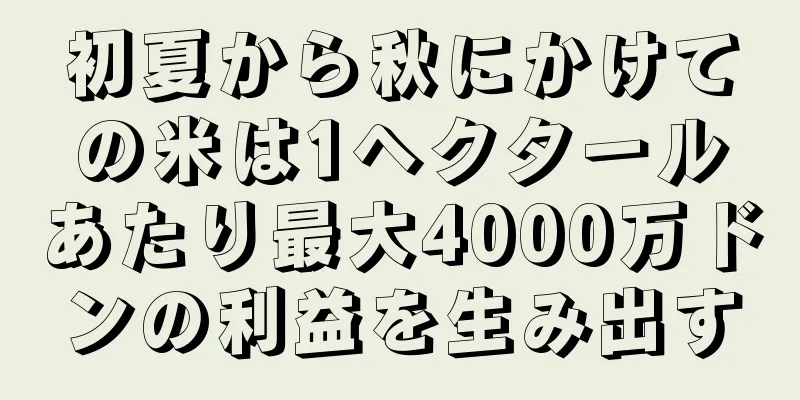 初夏から秋にかけての米は1ヘクタールあたり最大4000万ドンの利益を生み出す