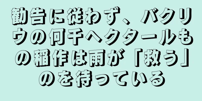 勧告に従わず、バクリウの何千ヘクタールもの稲作は雨が「救う」のを待っている