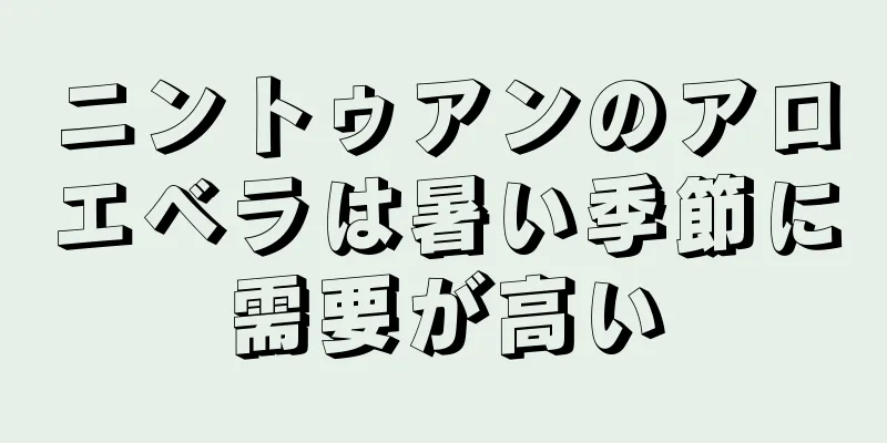 ニントゥアンのアロエベラは暑い季節に需要が高い