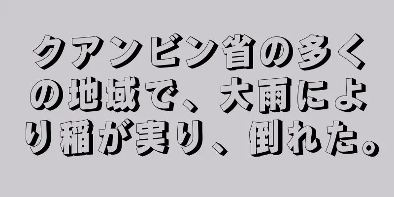 クアンビン省の多くの地域で、大雨により稲が実り、倒れた。