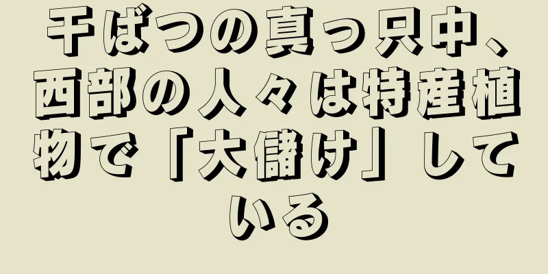 干ばつの真っ只中、西部の人々は特産植物で「大儲け」している