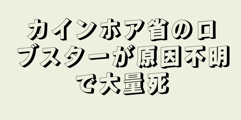 カインホア省のロブスターが原因不明で大量死