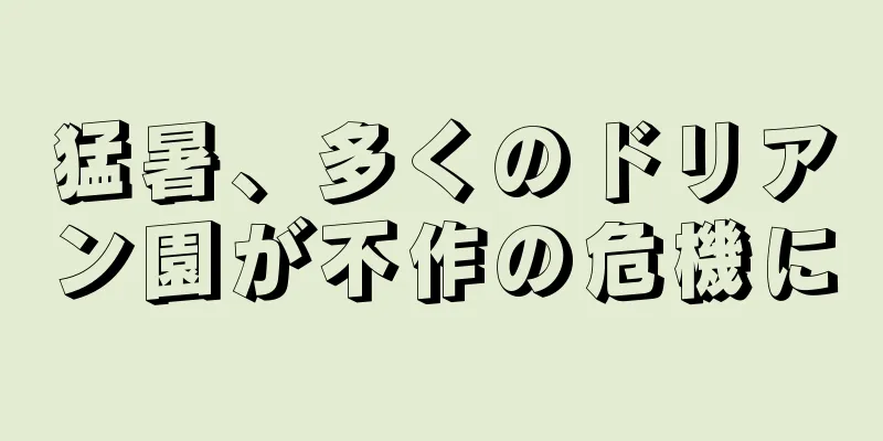 猛暑、多くのドリアン園が不作の危機に