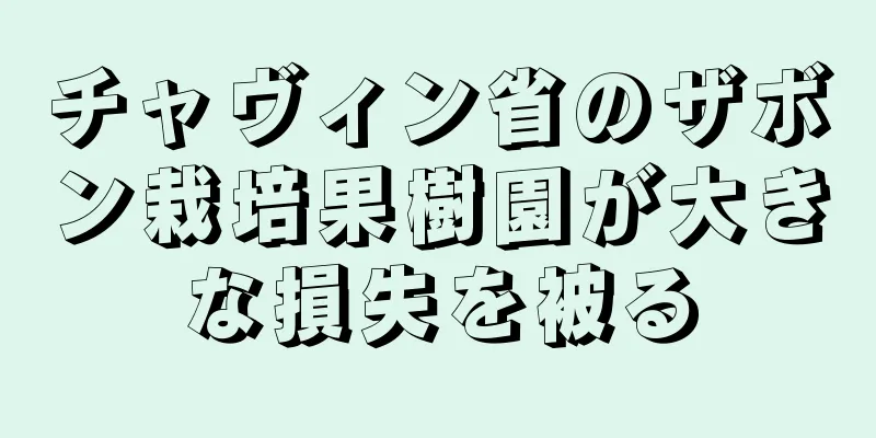 チャヴィン省のザボン栽培果樹園が大きな損失を被る