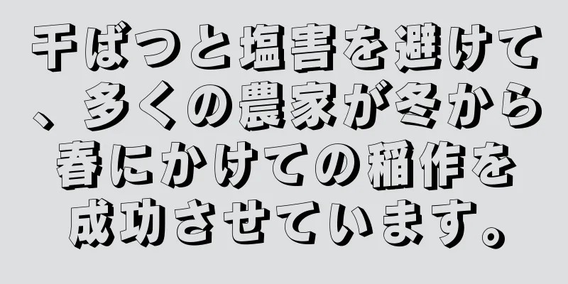 干ばつと塩害を避けて、多くの農家が冬から春にかけての稲作を成功させています。