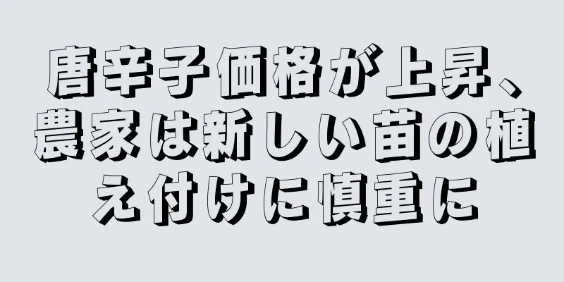唐辛子価格が上昇、農家は新しい苗の植え付けに慎重に