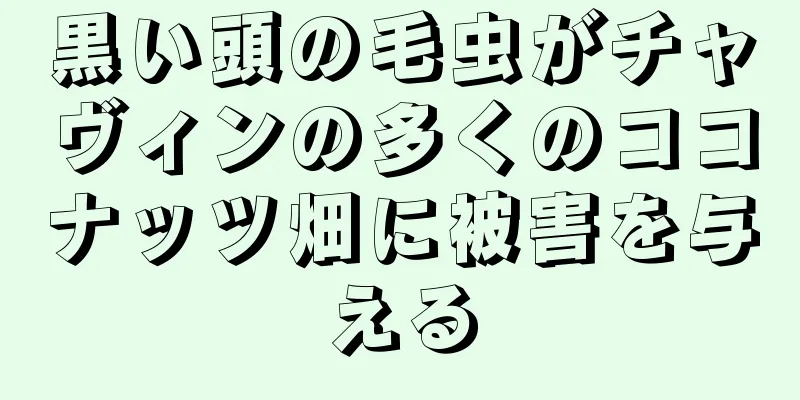 黒い頭の毛虫がチャヴィンの多くのココナッツ畑に被害を与える