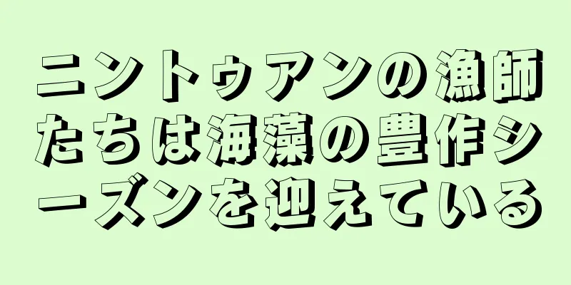 ニントゥアンの漁師たちは海藻の豊作シーズンを迎えている