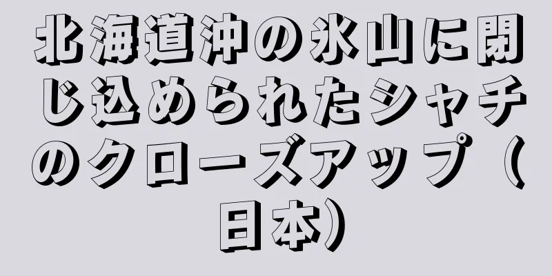 北海道沖の氷山に閉じ込められたシャチのクローズアップ（日本）