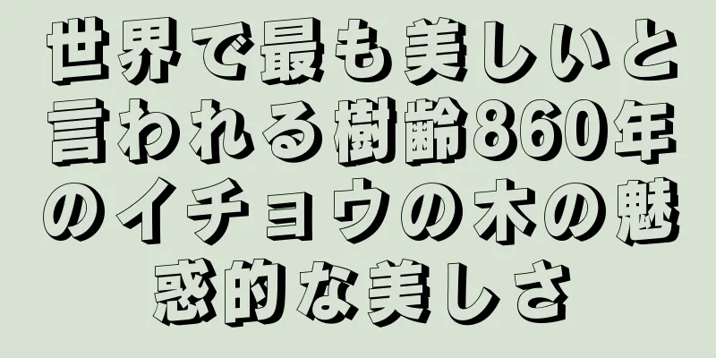 世界で最も美しいと言われる樹齢860年のイチョウの木の魅惑的な美しさ