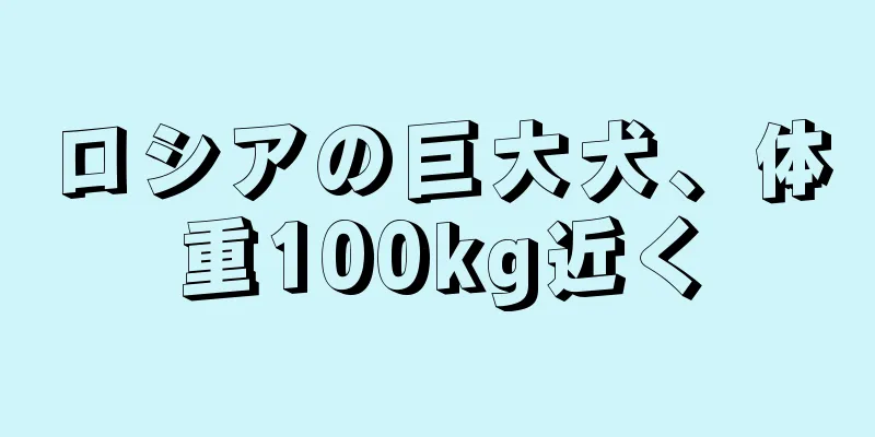ロシアの巨大犬、体重100kg近く