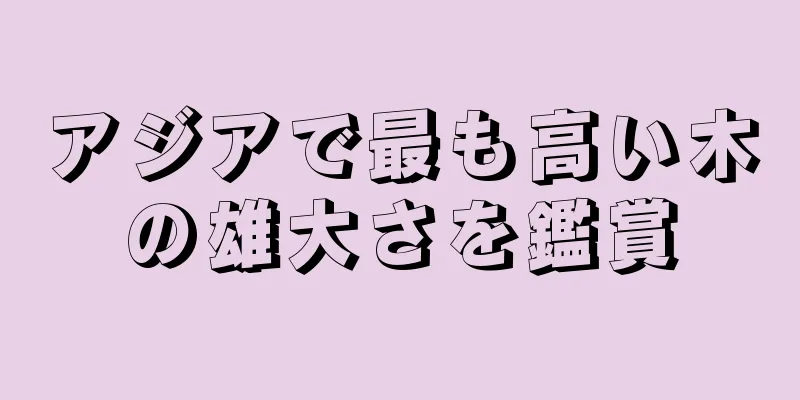 アジアで最も高い木の雄大さを鑑賞