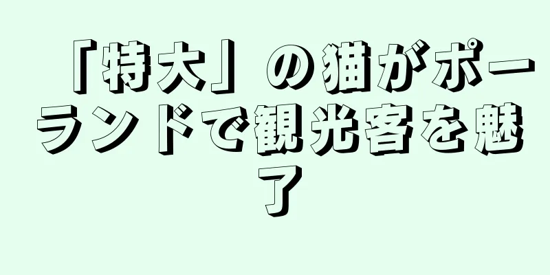 「特大」の猫がポーランドで観光客を魅了