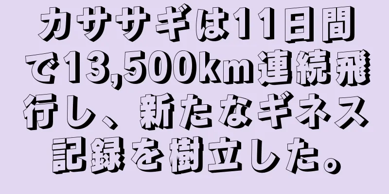 カササギは11日間で13,500km連続飛行し、新たなギネス記録を樹立した。