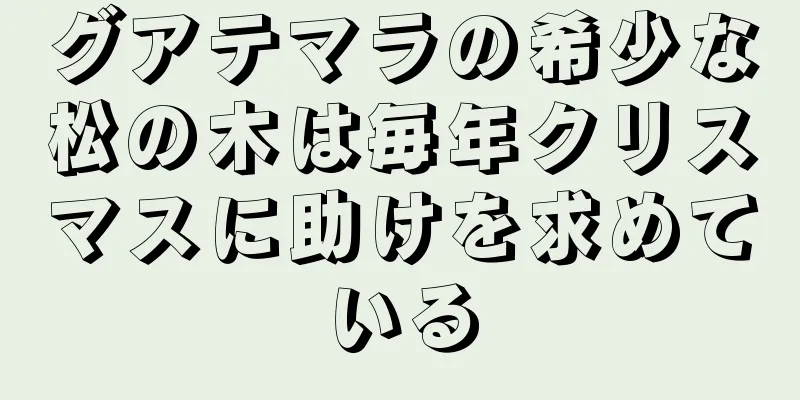 グアテマラの希少な松の木は毎年クリスマスに助けを求めている
