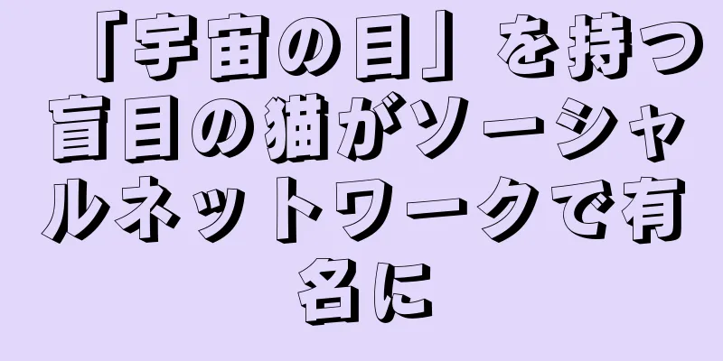 「宇宙の目」を持つ盲目の猫がソーシャルネットワークで有名に