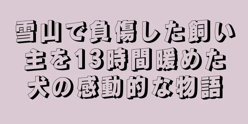 雪山で負傷した飼い主を13時間暖めた犬の感動的な物語
