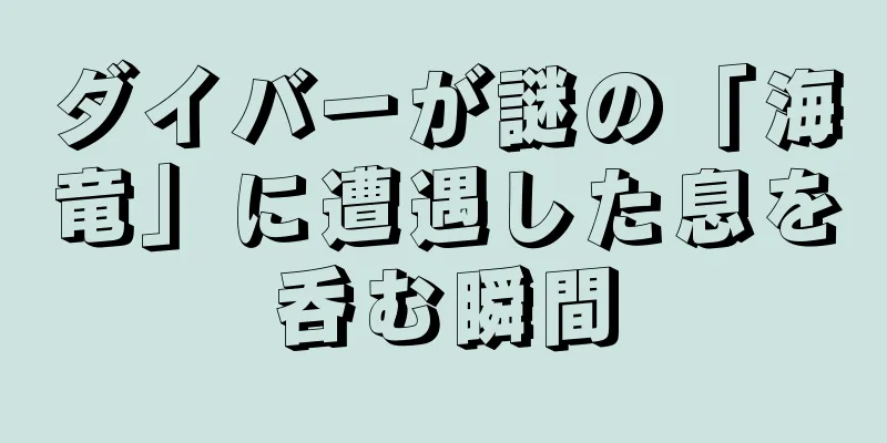 ダイバーが謎の「海竜」に遭遇した息を呑む瞬間