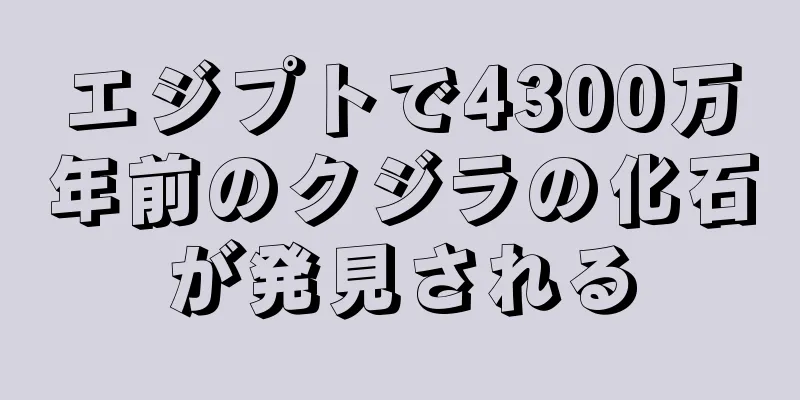 エジプトで4300万年前のクジラの化石が発見される