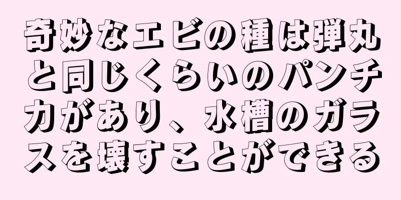 奇妙なエビの種は弾丸と同じくらいのパンチ力があり、水槽のガラスを壊すことができる
