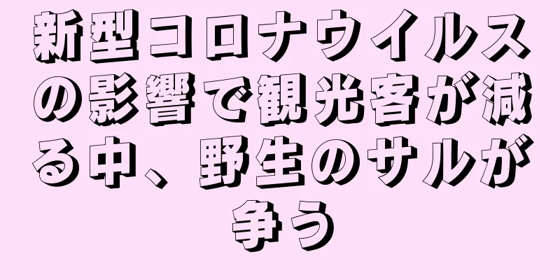 新型コロナウイルスの影響で観光客が減る中、野生のサルが争う