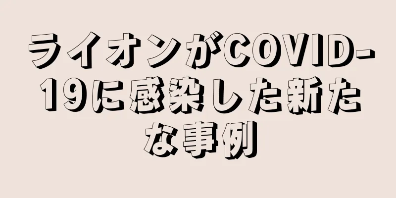 ライオンがCOVID-19に感染した新たな事例