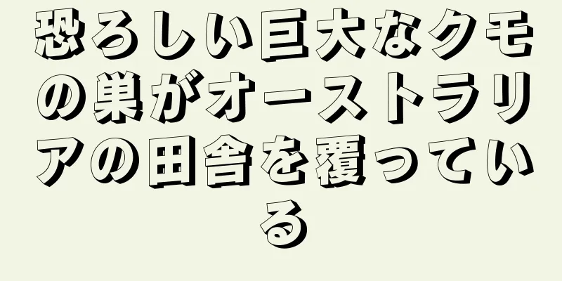 恐ろしい巨大なクモの巣がオーストラリアの田舎を覆っている