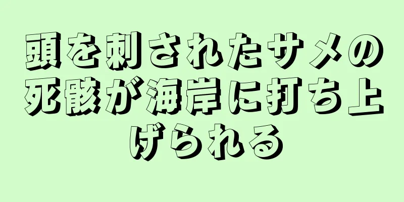 頭を刺されたサメの死骸が海岸に打ち上げられる