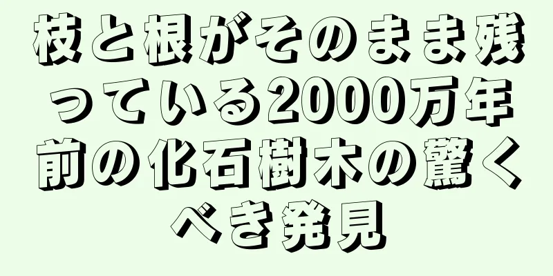 枝と根がそのまま残っている2000万年前の化石樹木の驚くべき発見