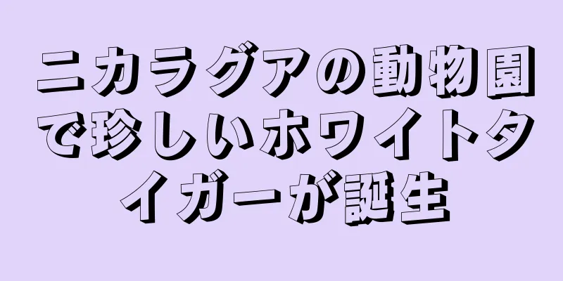 ニカラグアの動物園で珍しいホワイトタイガーが誕生
