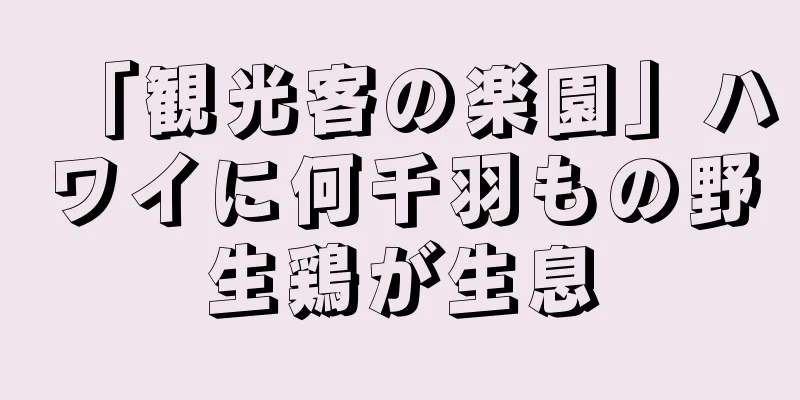 「観光客の楽園」ハワイに何千羽もの野生鶏が生息