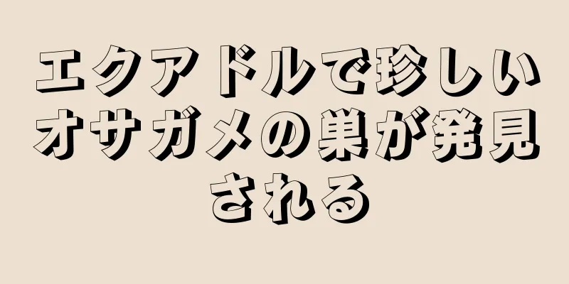 エクアドルで珍しいオサガメの巣が発見される