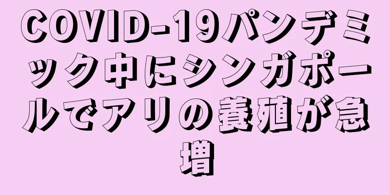 COVID-19パンデミック中にシンガポールでアリの養殖が急増