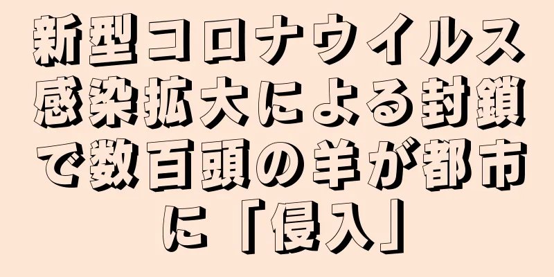 新型コロナウイルス感染拡大による封鎖で数百頭の羊が都市に「侵入」