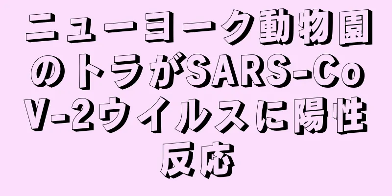 ニューヨーク動物園のトラがSARS-CoV-2ウイルスに陽性反応
