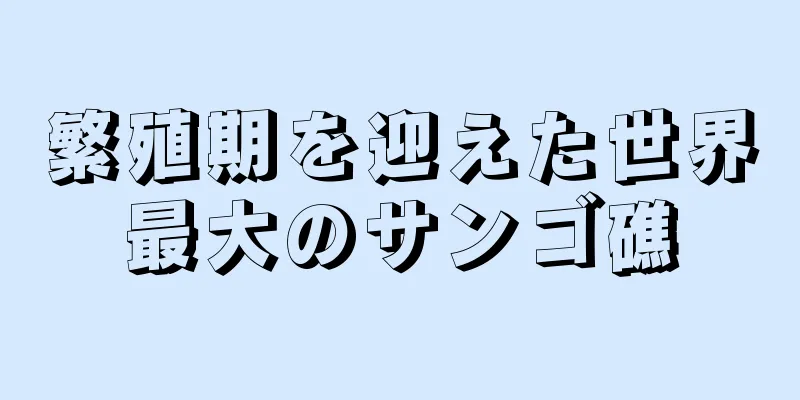 繁殖期を迎えた世界最大のサンゴ礁