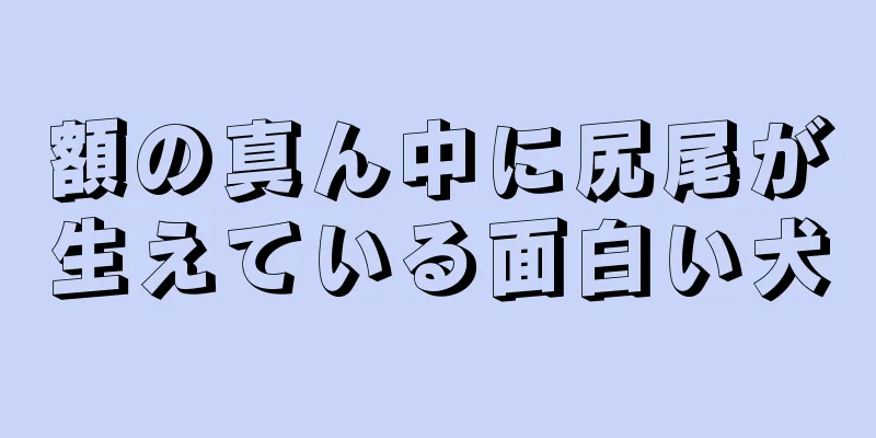 額の真ん中に尻尾が生えている面白い犬