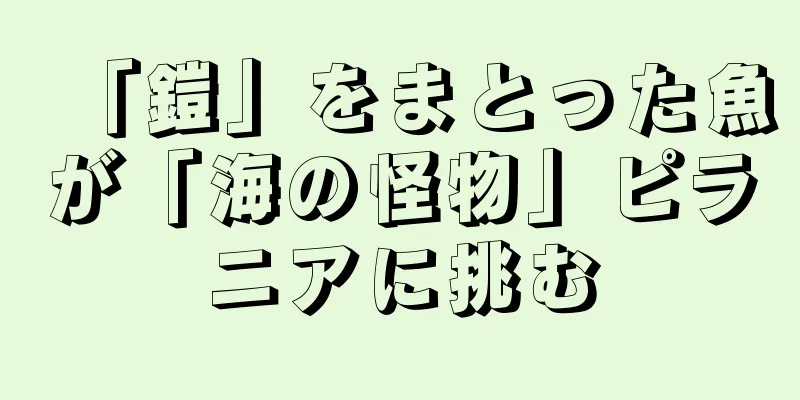 「鎧」をまとった魚が「海の怪物」ピラニアに挑む