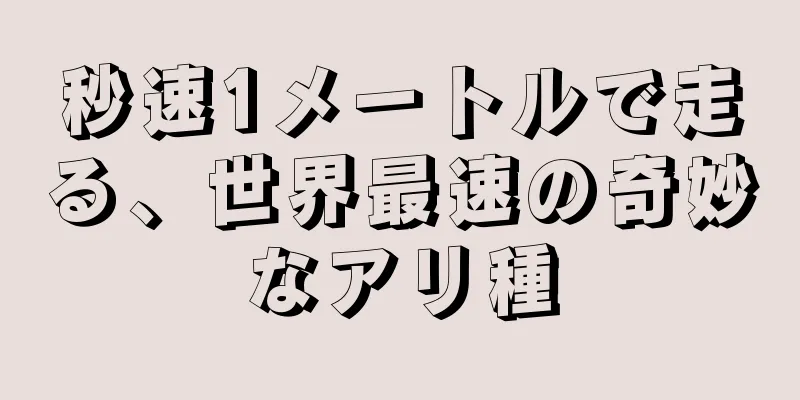 秒速1メートルで走る、世界最速の奇妙なアリ種