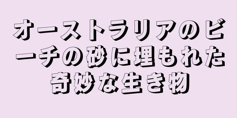 オーストラリアのビーチの砂に埋もれた奇妙な生き物
