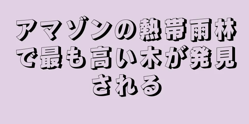 アマゾンの熱帯雨林で最も高い木が発見される