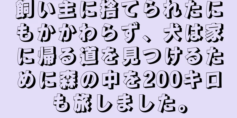 飼い主に捨てられたにもかかわらず、犬は家に帰る道を見つけるために森の中を200キロも旅しました。