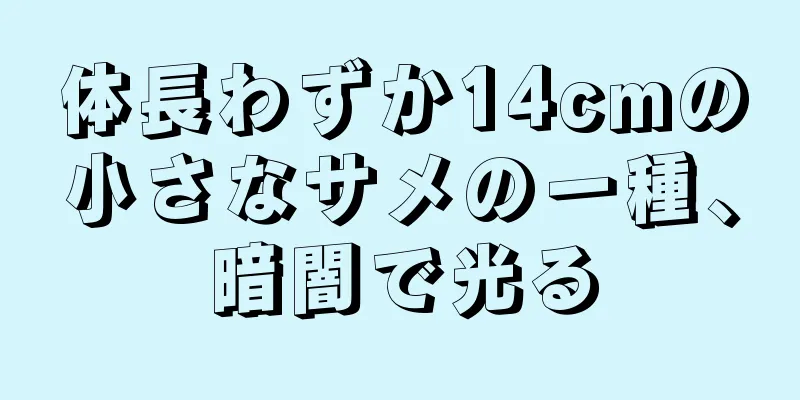 体長わずか14cmの小さなサメの一種、暗闇で光る