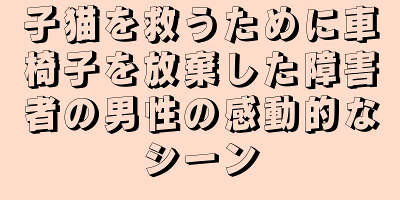 子猫を救うために車椅子を放棄した障害者の男性の感動的なシーン