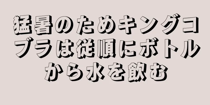 猛暑のためキングコブラは従順にボトルから水を飲む